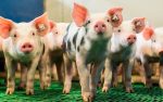 Dansk ejerkapital hjalp salfarm i forbindelse med generationsskifte